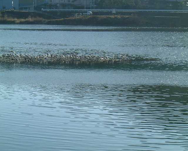 �͌��̓n�蒹